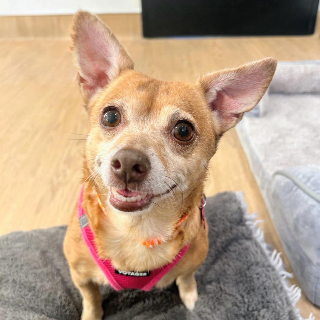 Enlarge Stacey Q 14513, a Adoptable Chihuahua in San Francisco, CA image 3/3