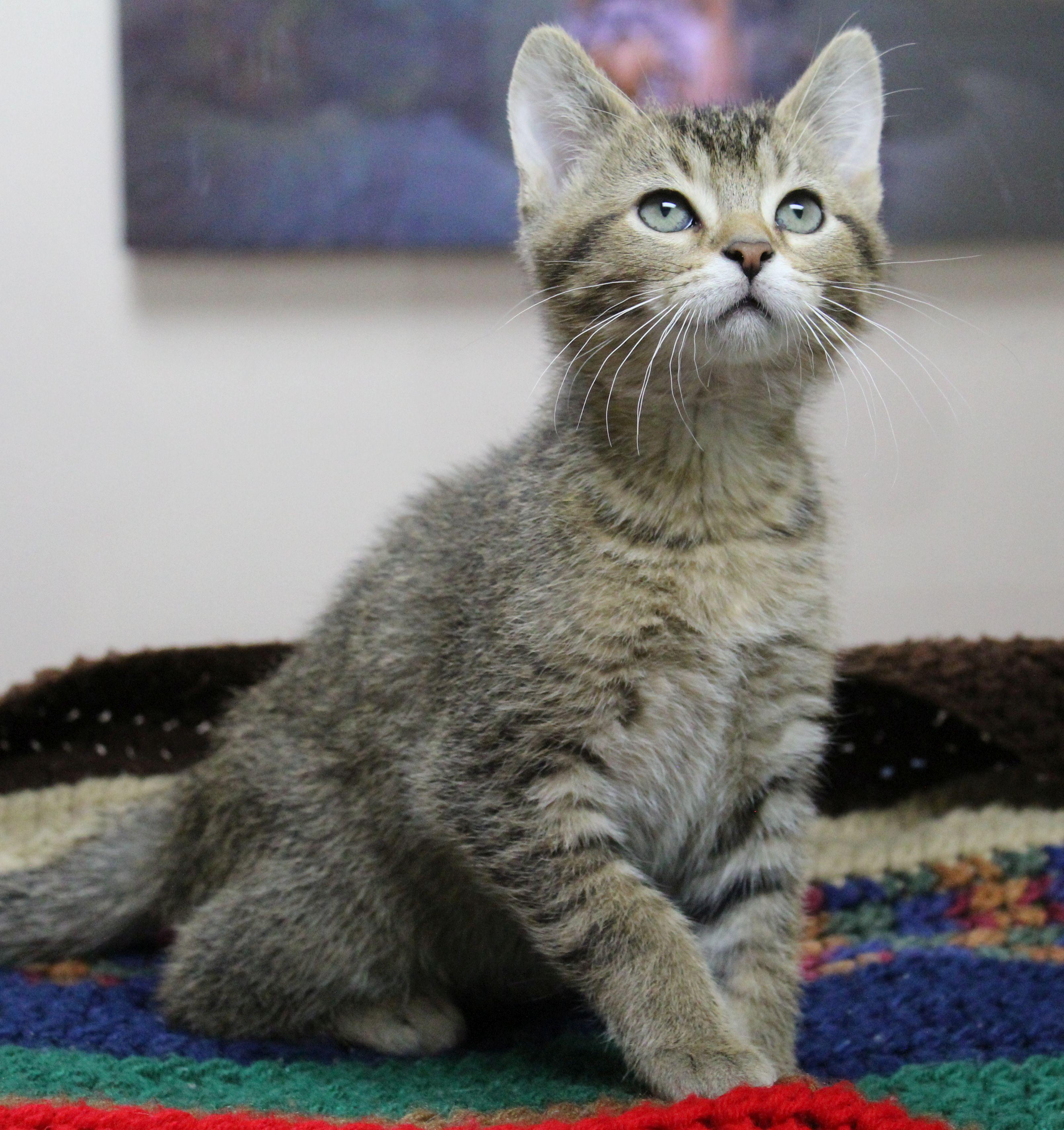 Nimbus, ADOPTABLE, Kitten Male Domestic Short Hair.