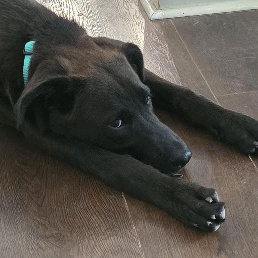 Enlarge Brooks, a Adoptable mixed breed in Kansas City, MO image 2/6