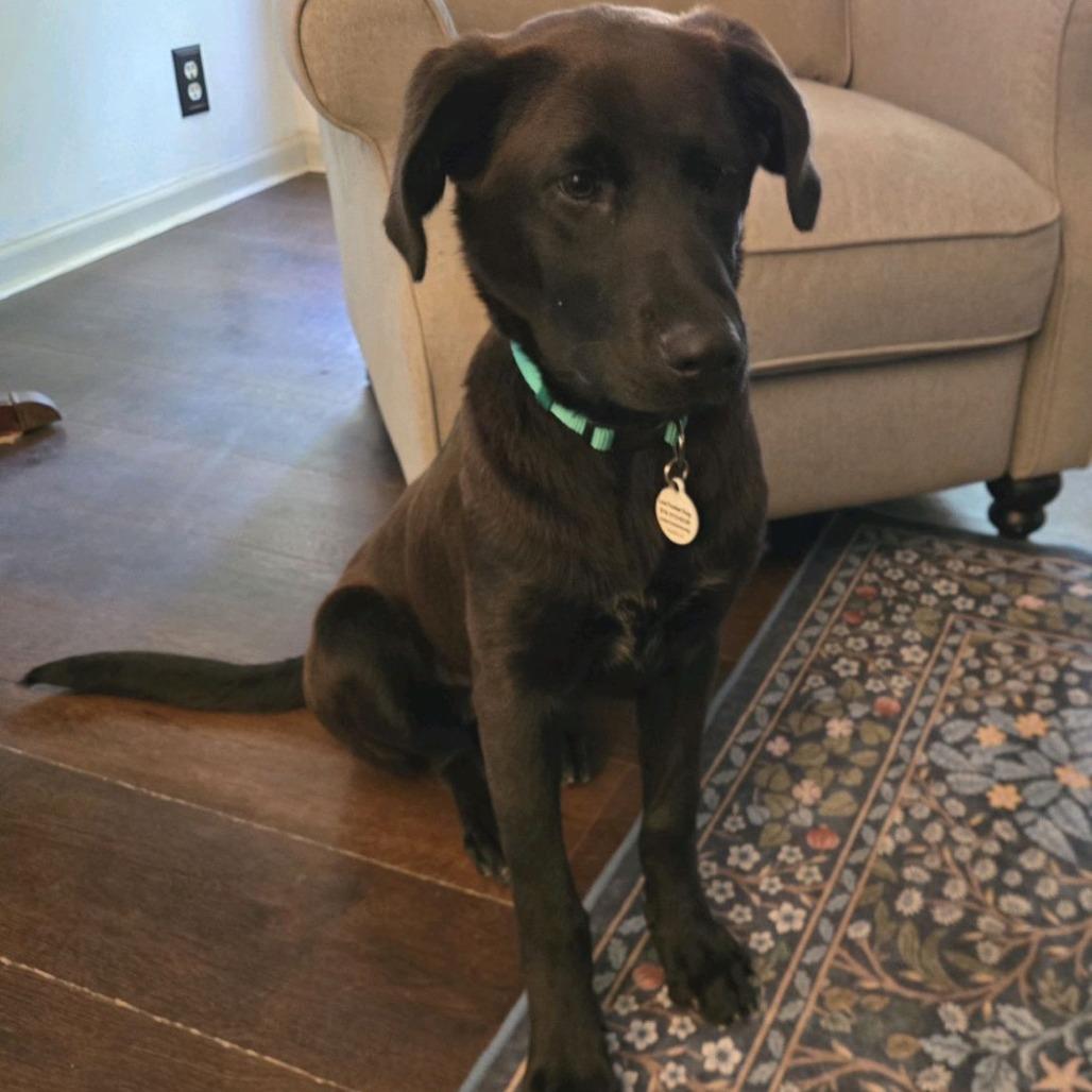Enlarge Brooks, a Adoptable mixed breed in Kansas City, MO image 5/6