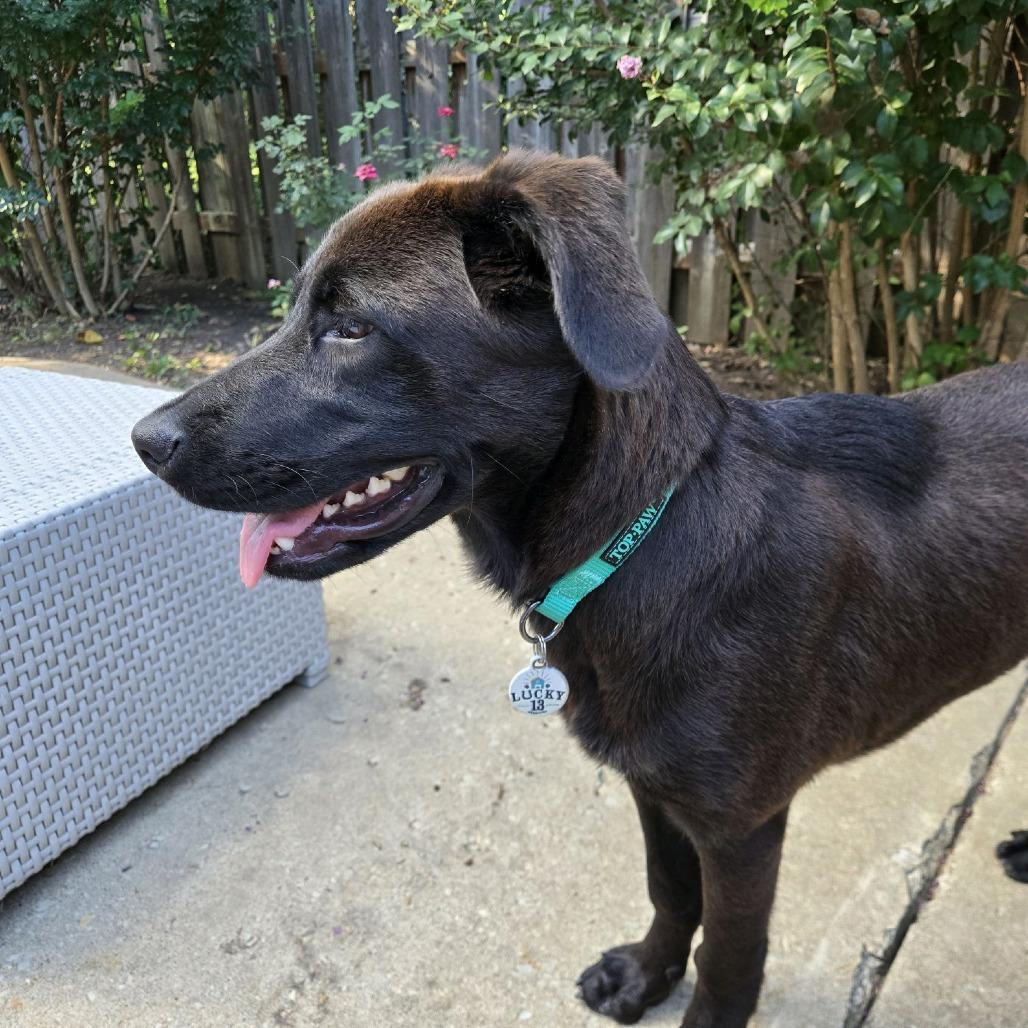 Enlarge Brooks, a Adoptable mixed breed in Kansas City, MO image 6/6