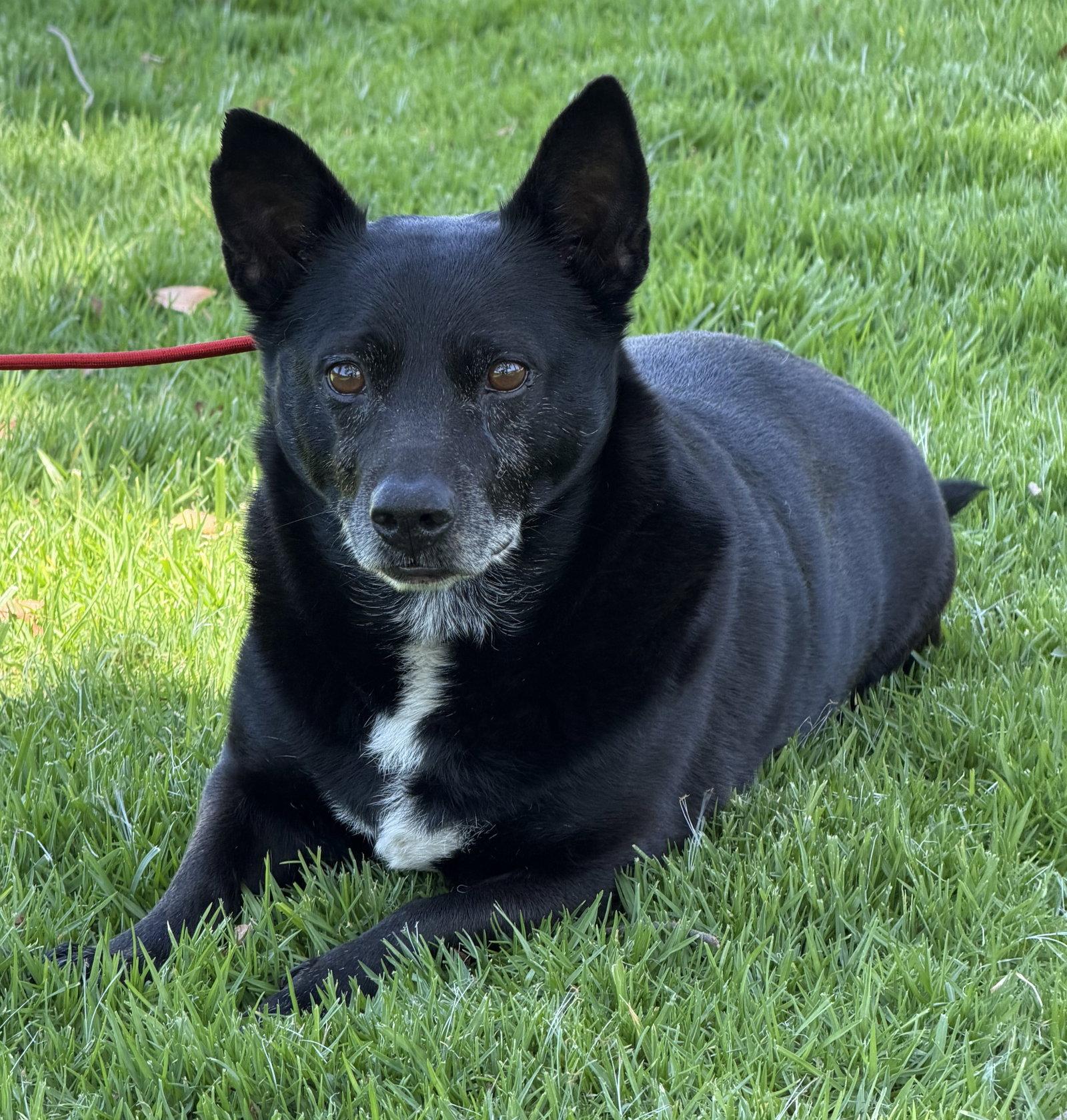 Mickey, Adoptable, Senior Male Corgi.