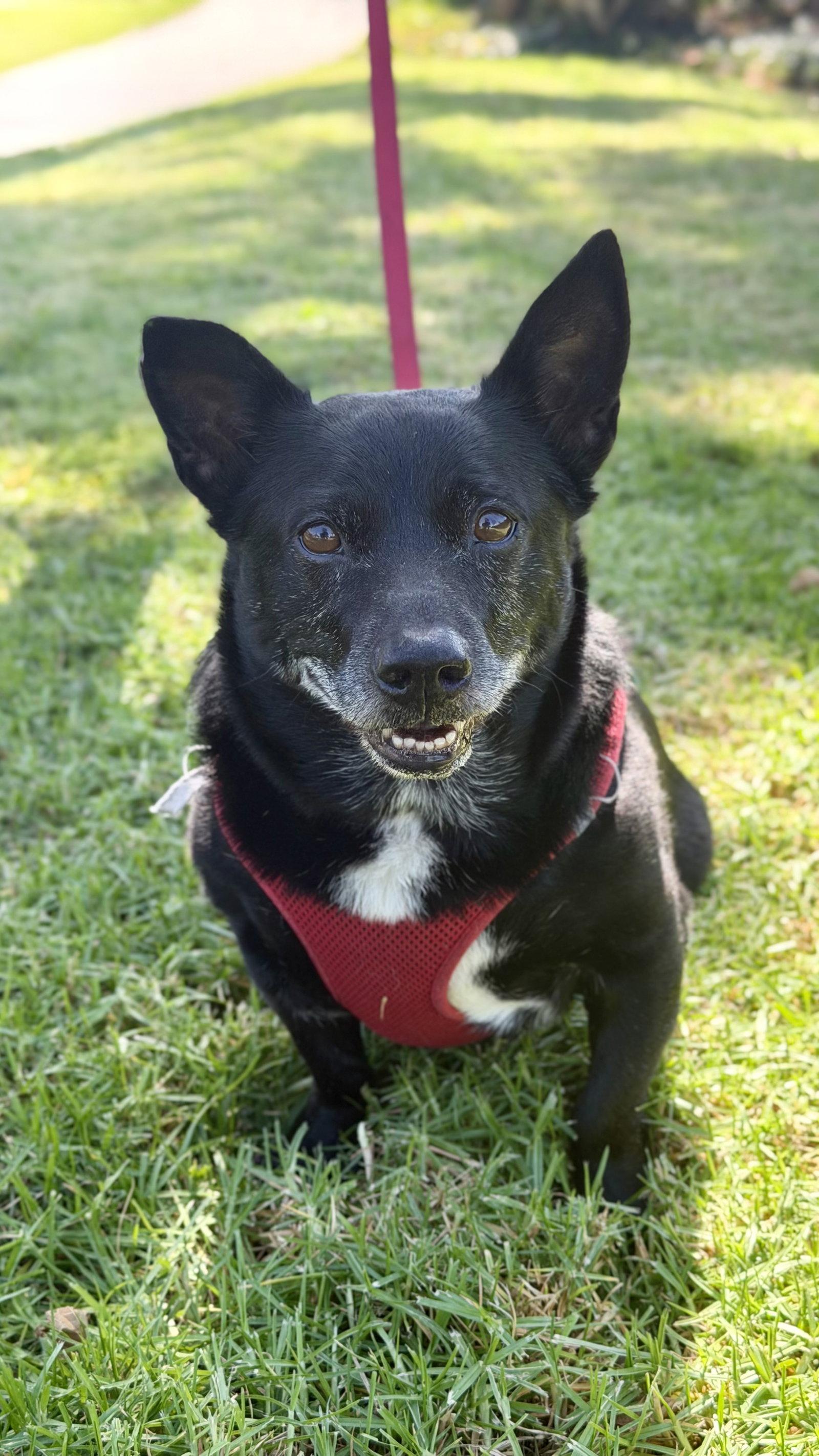 Enlarge Mickey, a Adoptable Corgi in Capistrano Beach, CA image 2/3
