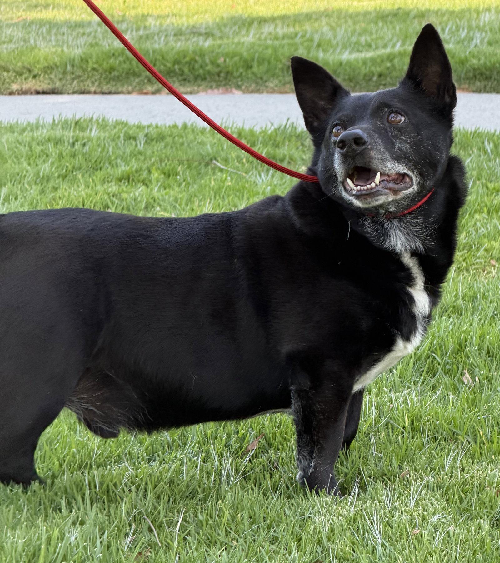 Enlarge Mickey, a Adoptable Corgi in Capistrano Beach, CA image 2/3