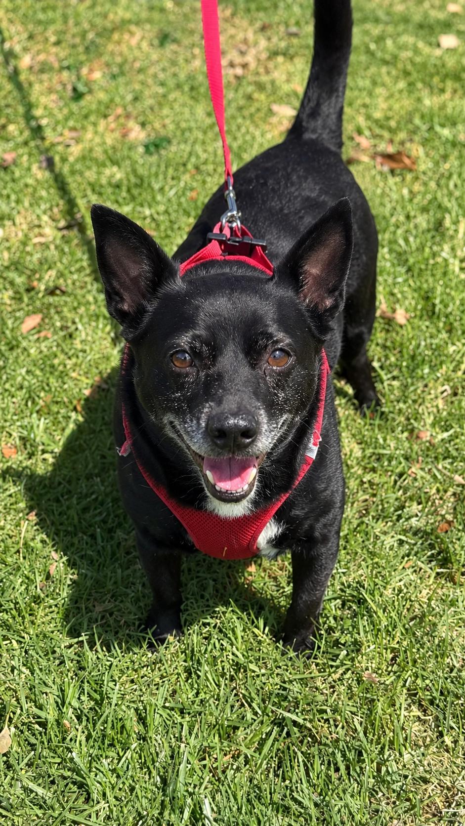 Enlarge Mickey, a Adoptable Corgi in Capistrano Beach, CA image 3/3