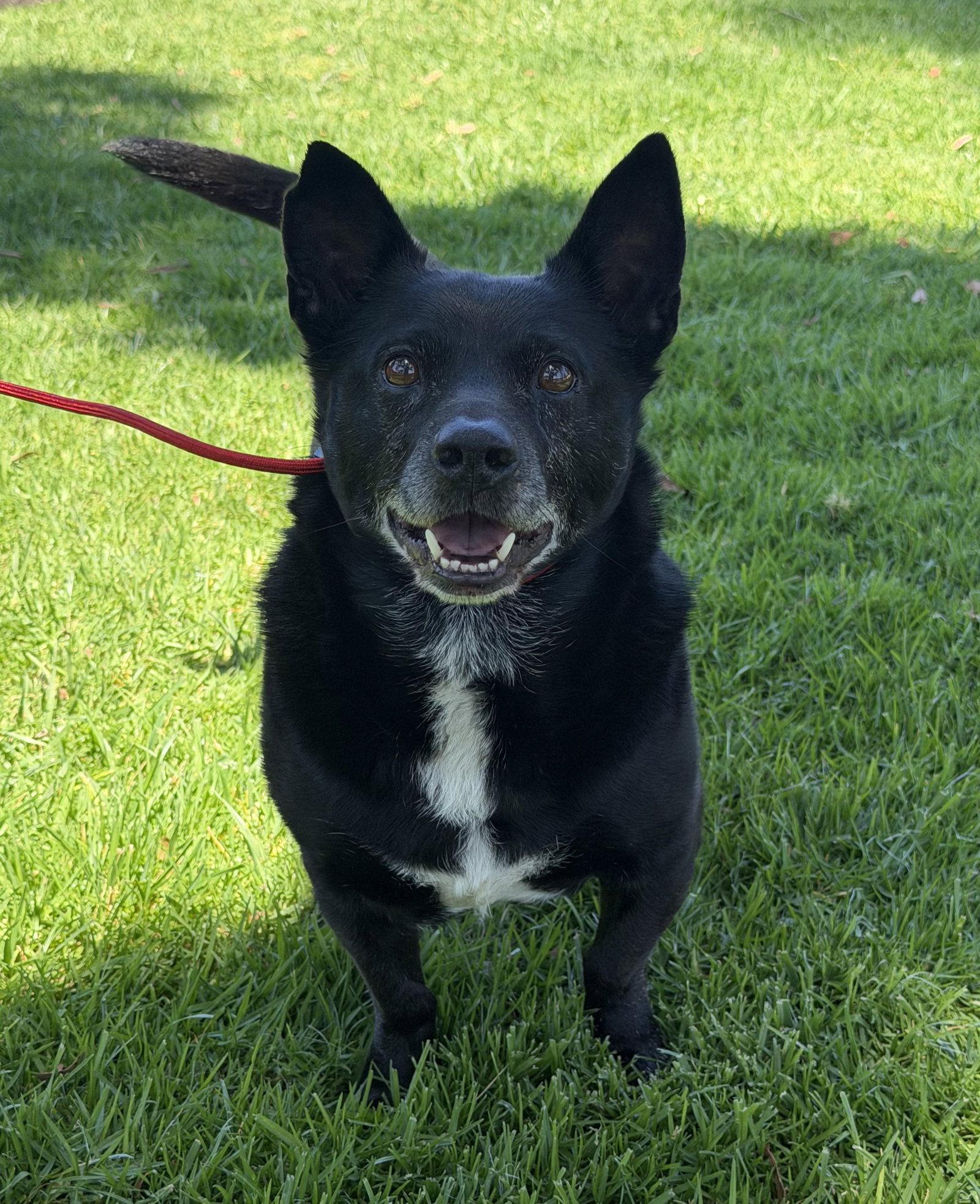 Enlarge Mickey, a Adoptable Corgi in Capistrano Beach, CA image 3/3
