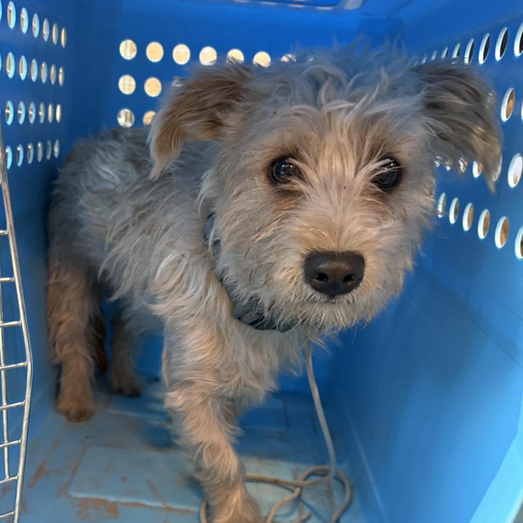 Enlarge Keystone aka Stoney, a Adoptable Wirehaired Terrier in Las Vegas, NV image 1/2