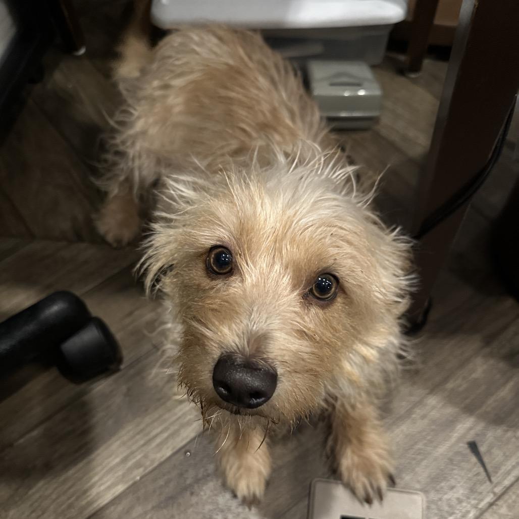 Enlarge Keystone aka Stoney, a Adoptable Wirehaired Terrier in Las Vegas, NV image 2/2