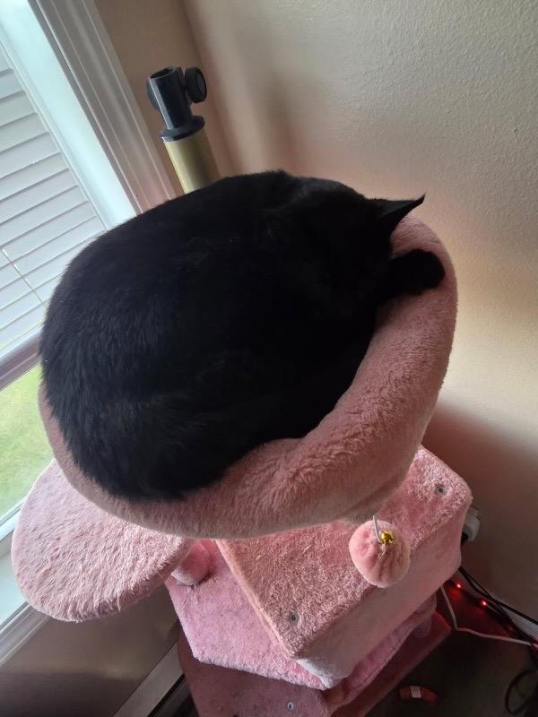 Def Leppard, Adoptable, Adult Female Domestic Short Hair.
