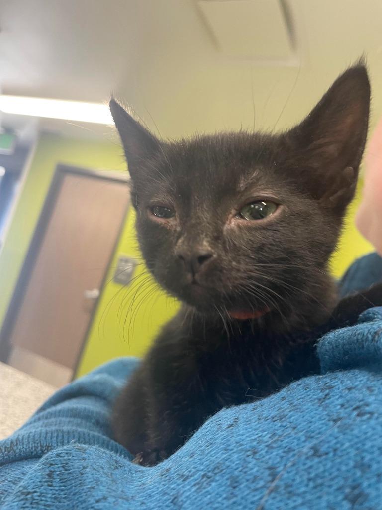 Enlarge Def Leppard, a Adoptable mixed breed in Minot, ND image 1/4