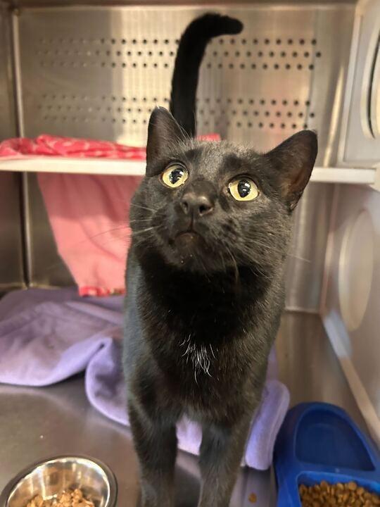 Enlarge Def Leppard, a Adoptable mixed breed in Minot, ND image 2/4