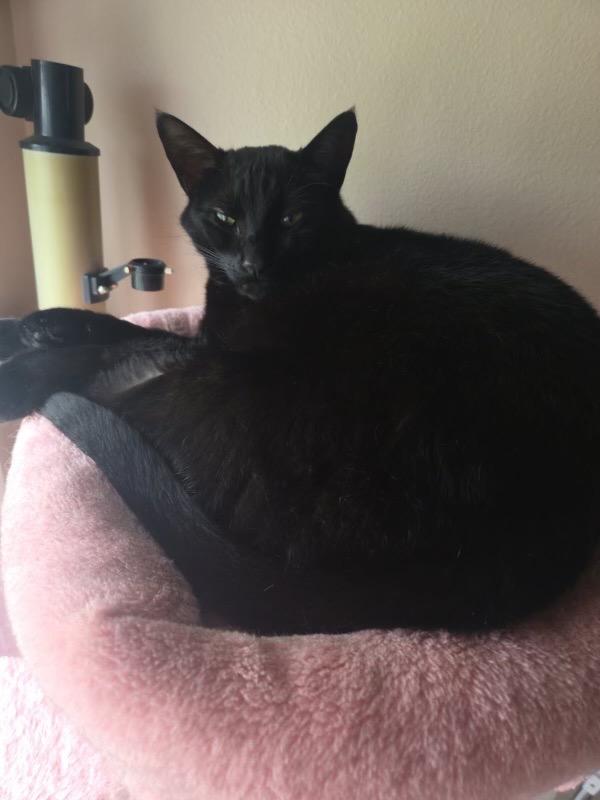 Def Leppard, a Adoptable mixed breed in Minot, ND image 4/6