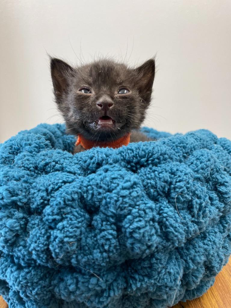 Enlarge Def Leppard, a Adoptable mixed breed in Minot, ND image 4/4