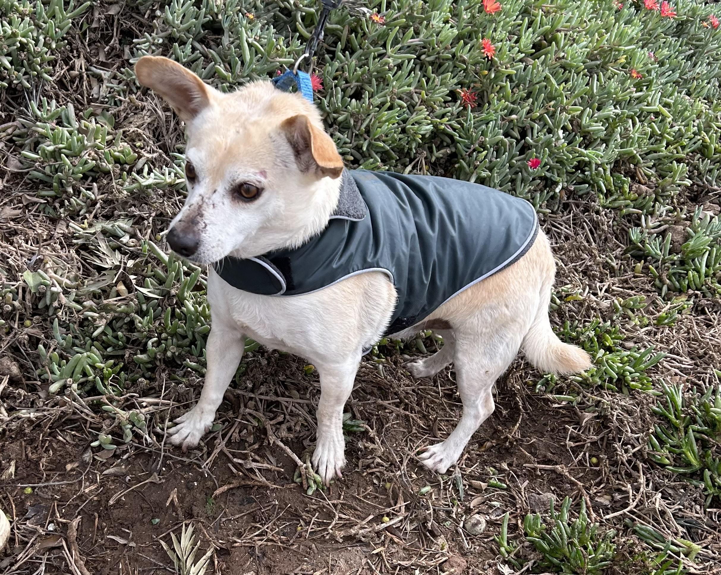 ENZO, a Adoptable mixed breed in Bell Gardens, CA image 1/6