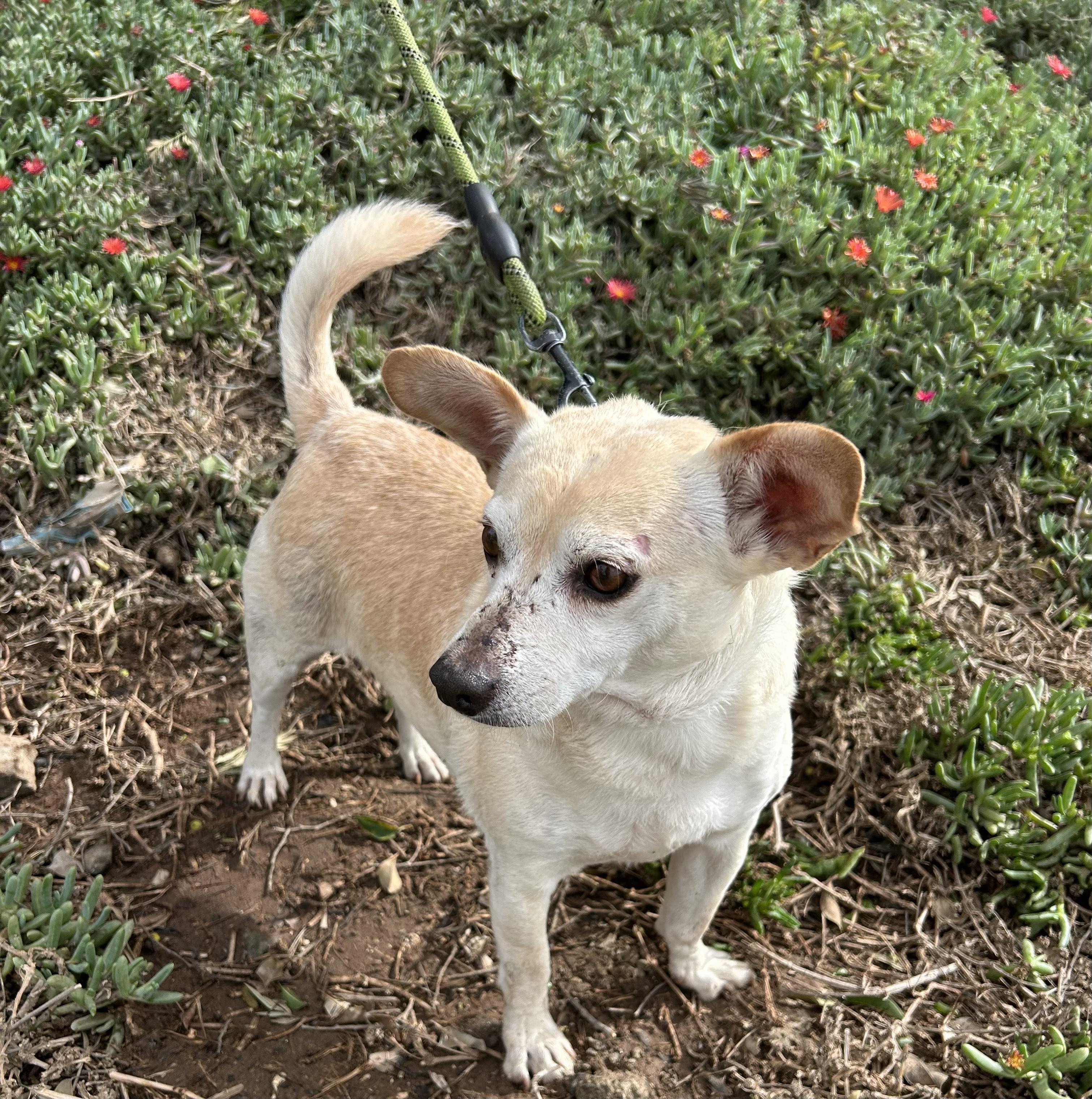ENZO, a Adoptable mixed breed in Bell Gardens, CA image 3/6