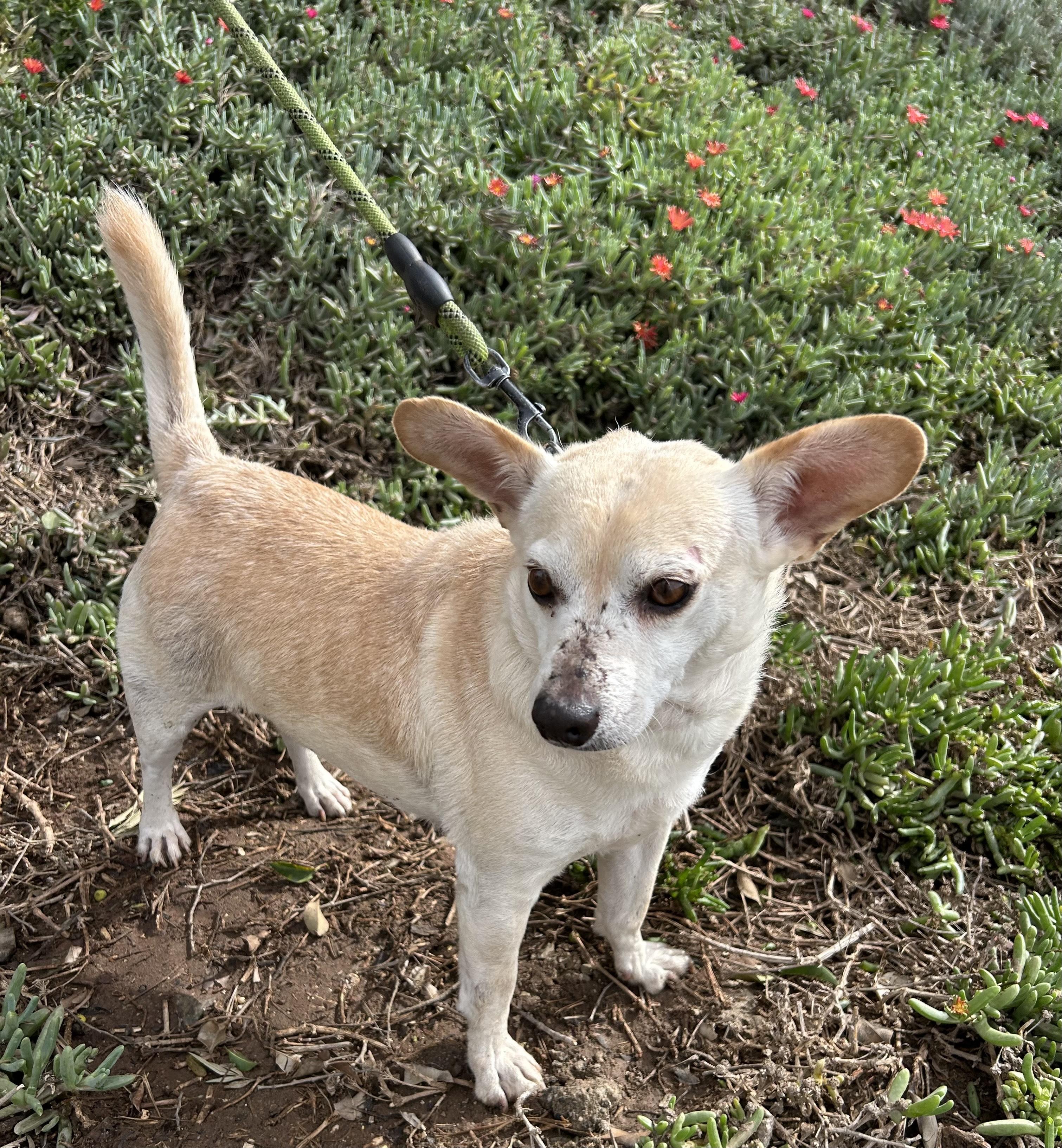 ENZO, a Adoptable mixed breed in Bell Gardens, CA image 4/6