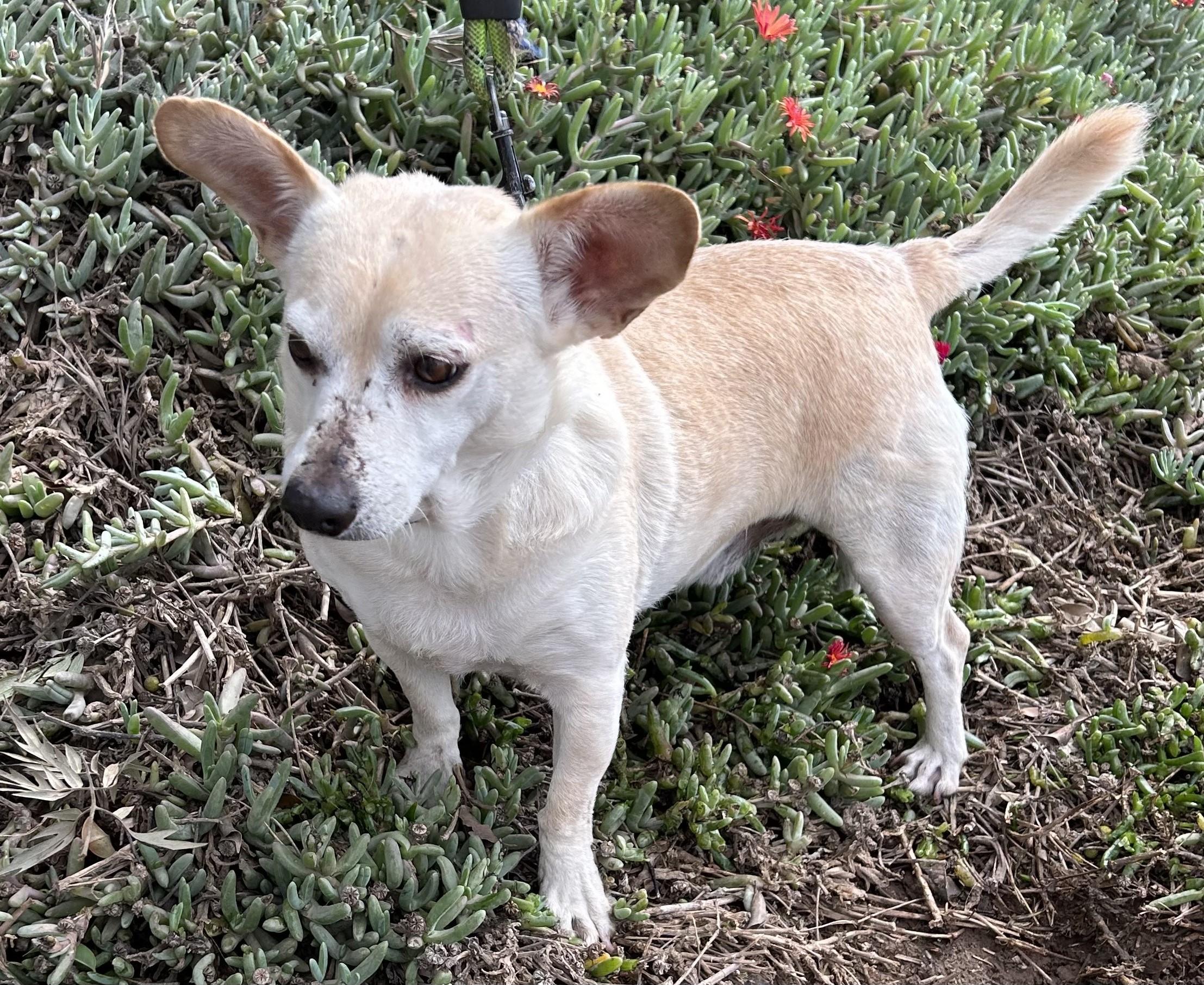 ENZO, a Adoptable mixed breed in Bell Gardens, CA image 5/6