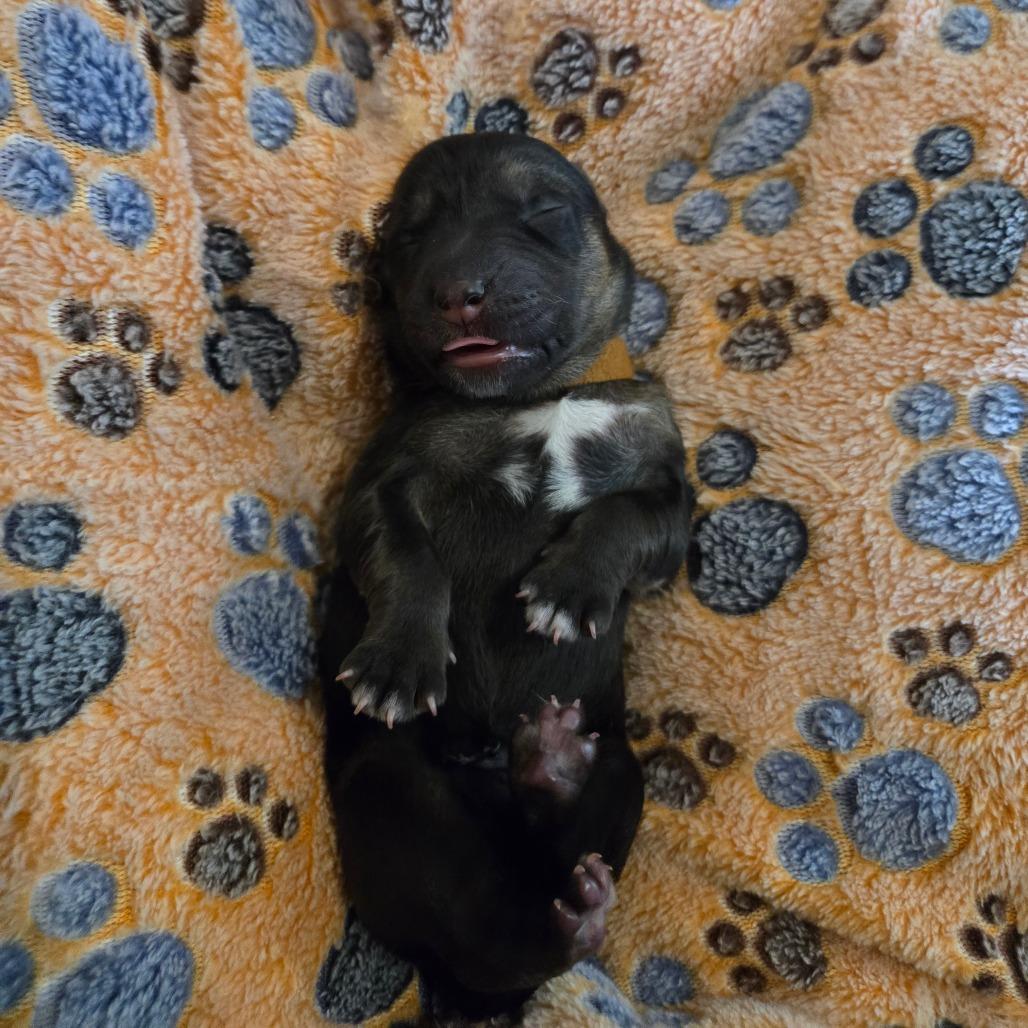 Enlarge Sofrito, a Adoptable mixed breed in Chandler, AZ image 1/5