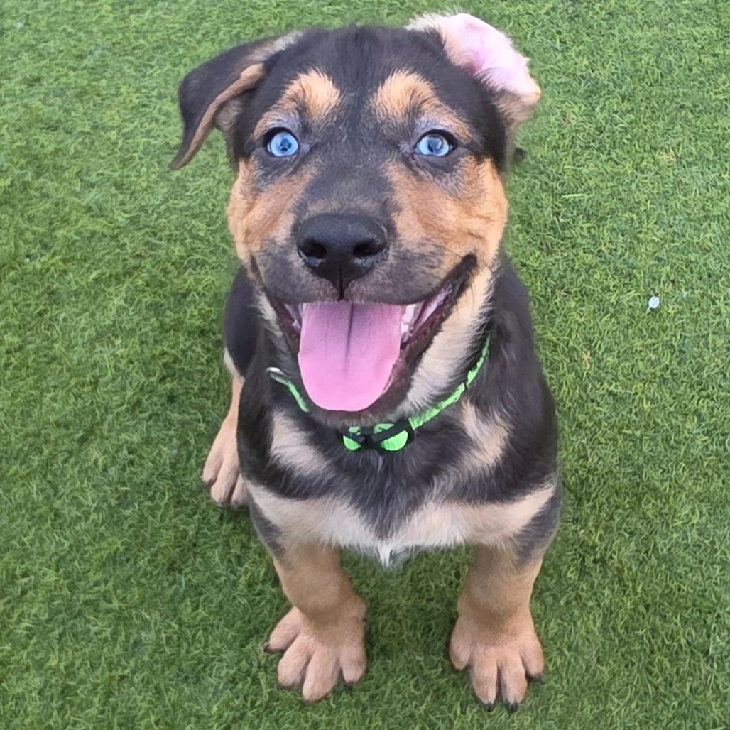 Enlarge Sofrito, a Adoptable mixed breed in Chandler, AZ image 2/5