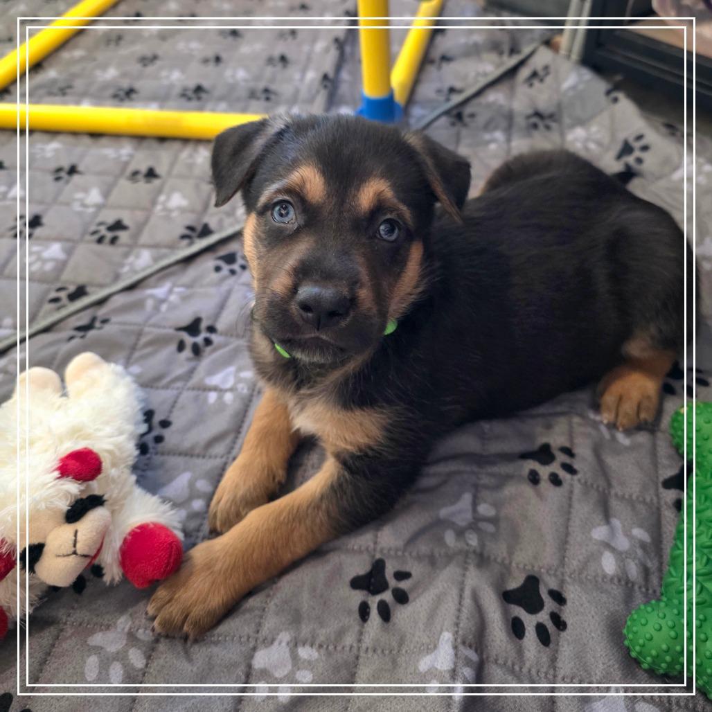 Enlarge Sofrito, a Adoptable mixed breed in Chandler, AZ image 3/5