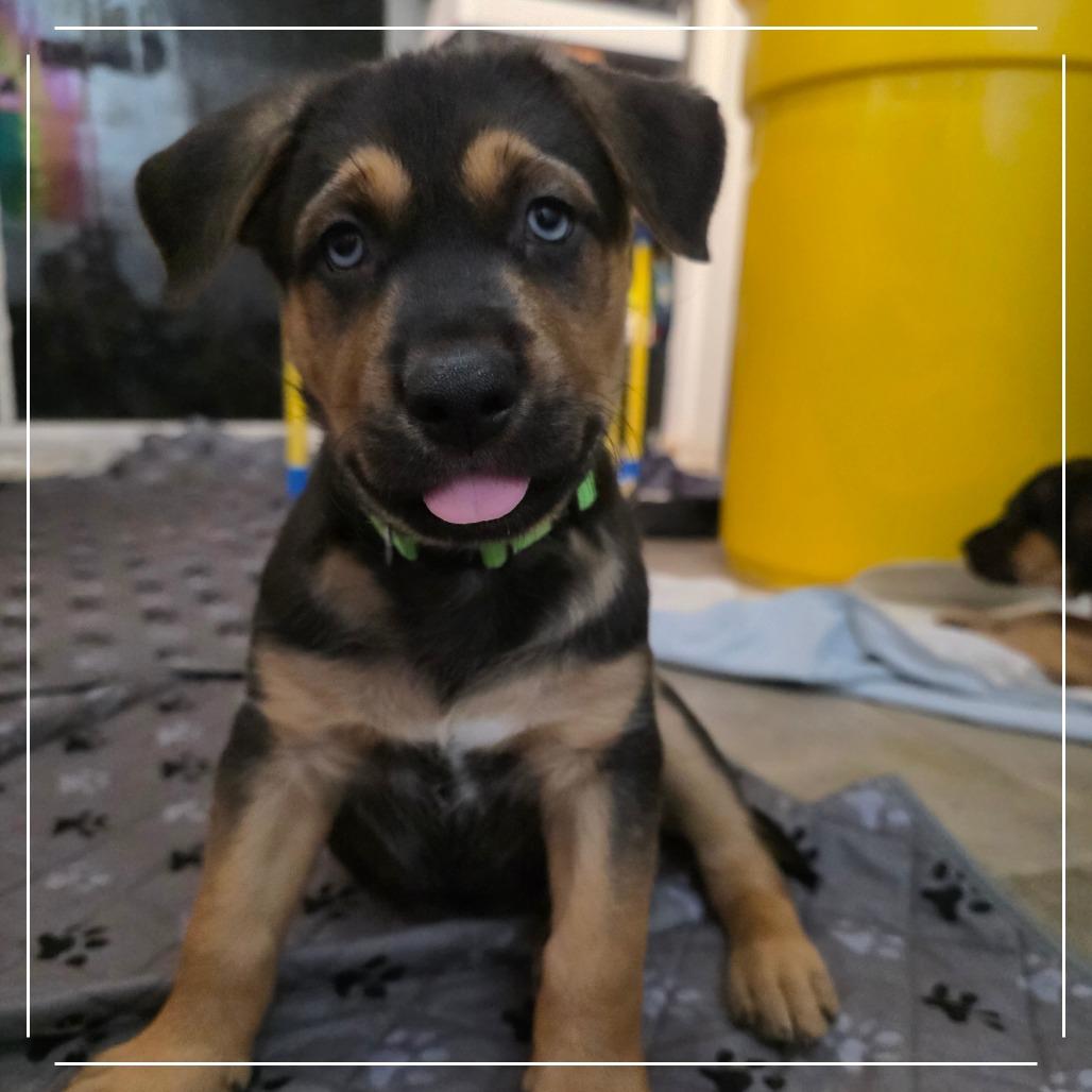 Enlarge Sofrito, a Adoptable mixed breed in Chandler, AZ image 4/5