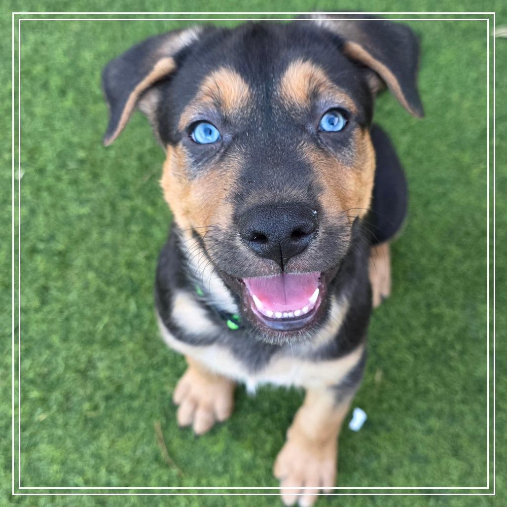 Enlarge Sofrito, a Adoptable mixed breed in Chandler, AZ image 5/5