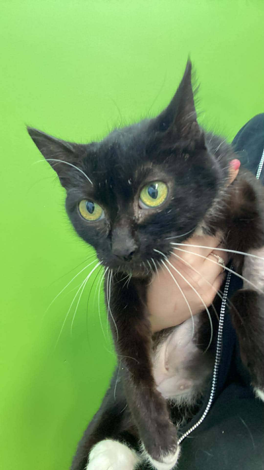 Enlarge Faiza, an adopted Domestic Short Hair in Delson, QC image 1/1