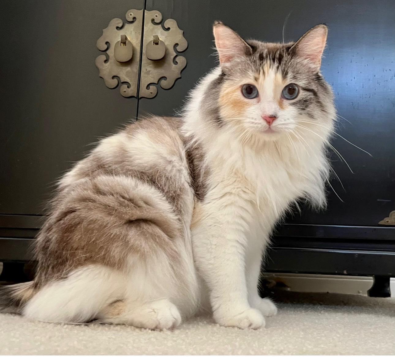 Emmy, Adopted, Young Female Dilute Calico & Maine Coon.