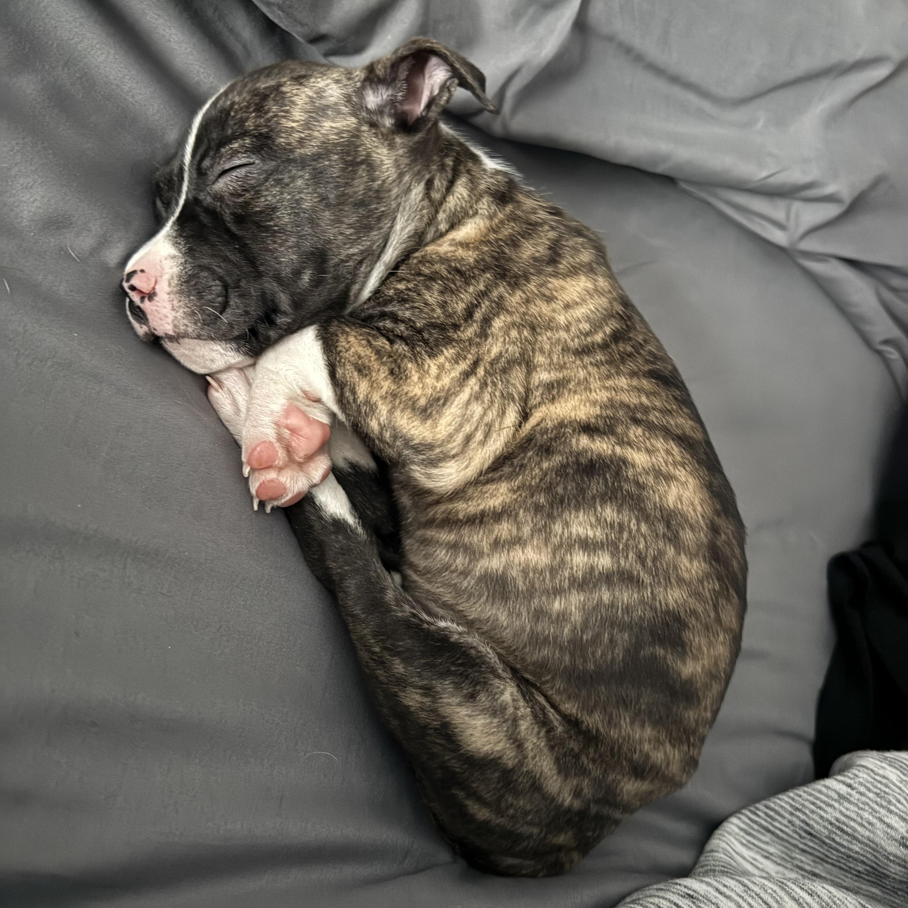 Coco, adopted, Puppy Female Pit Bull Terrier & Labrador Retriever.