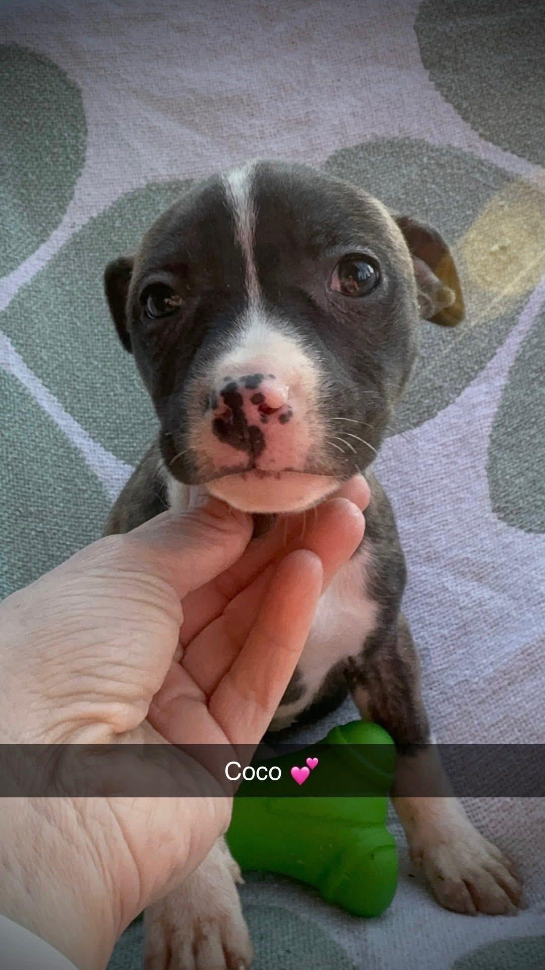 Enlarge Coco, an adopted mixed breed in Newfoundland, NJ image 4/4