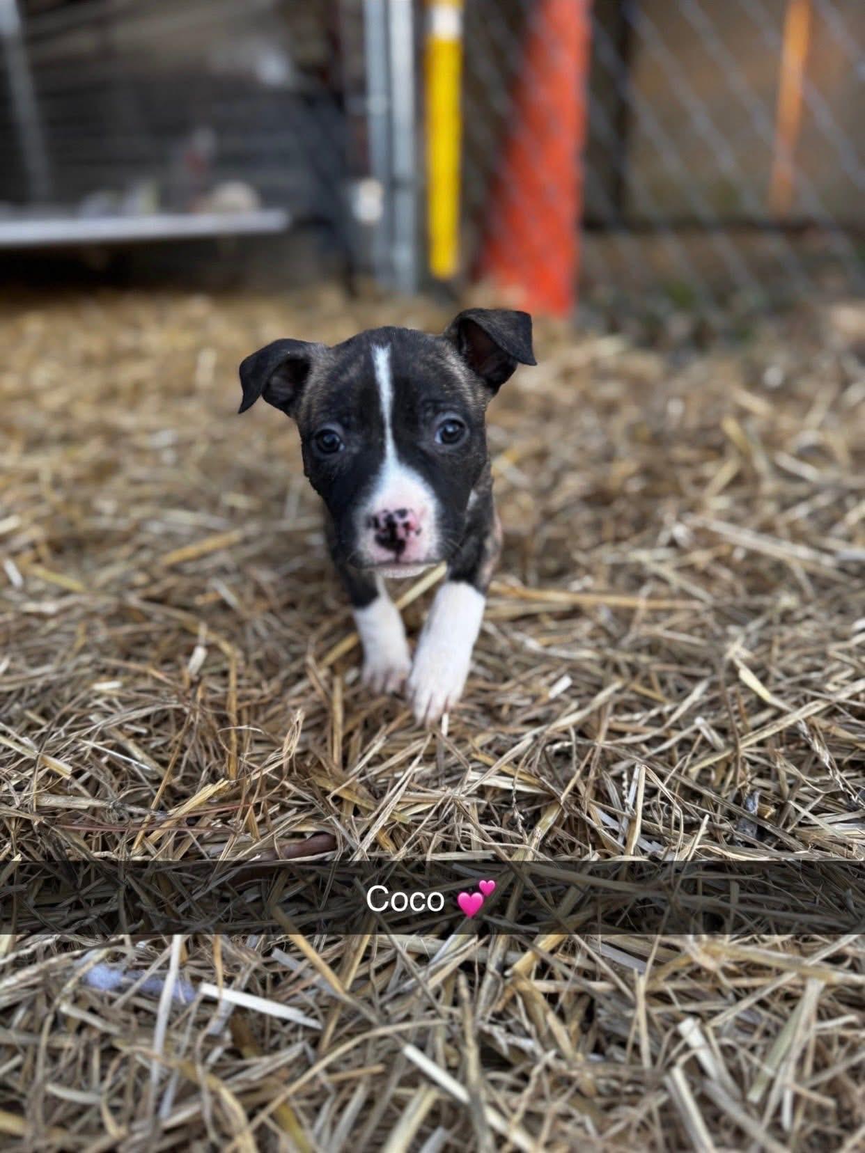 Enlarge Coco, an adopted mixed breed in Newfoundland, NJ image 3/4