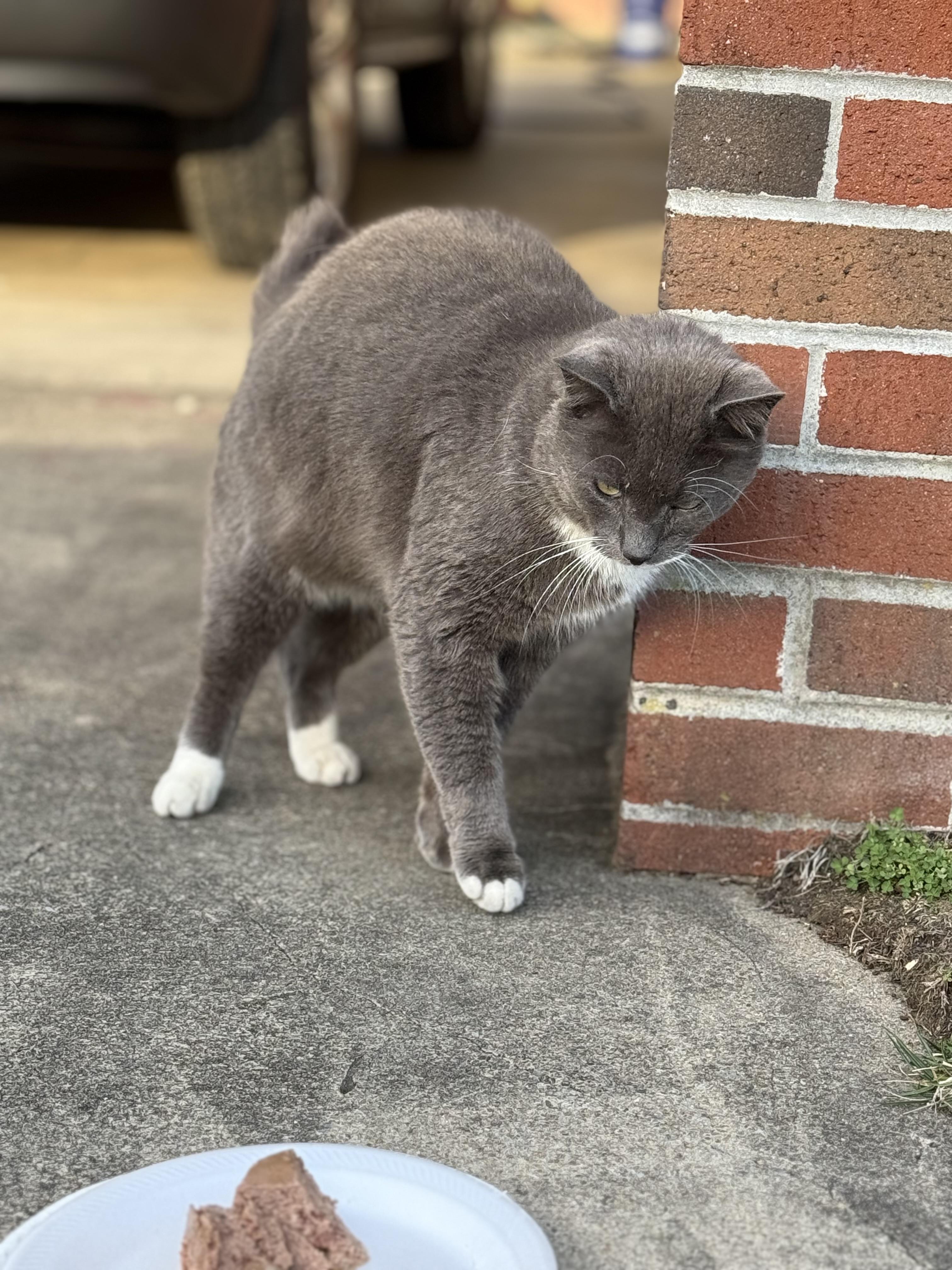 Mr Higgins , a ADOPTABLE Tabby in Johnson City, TN image 4/4