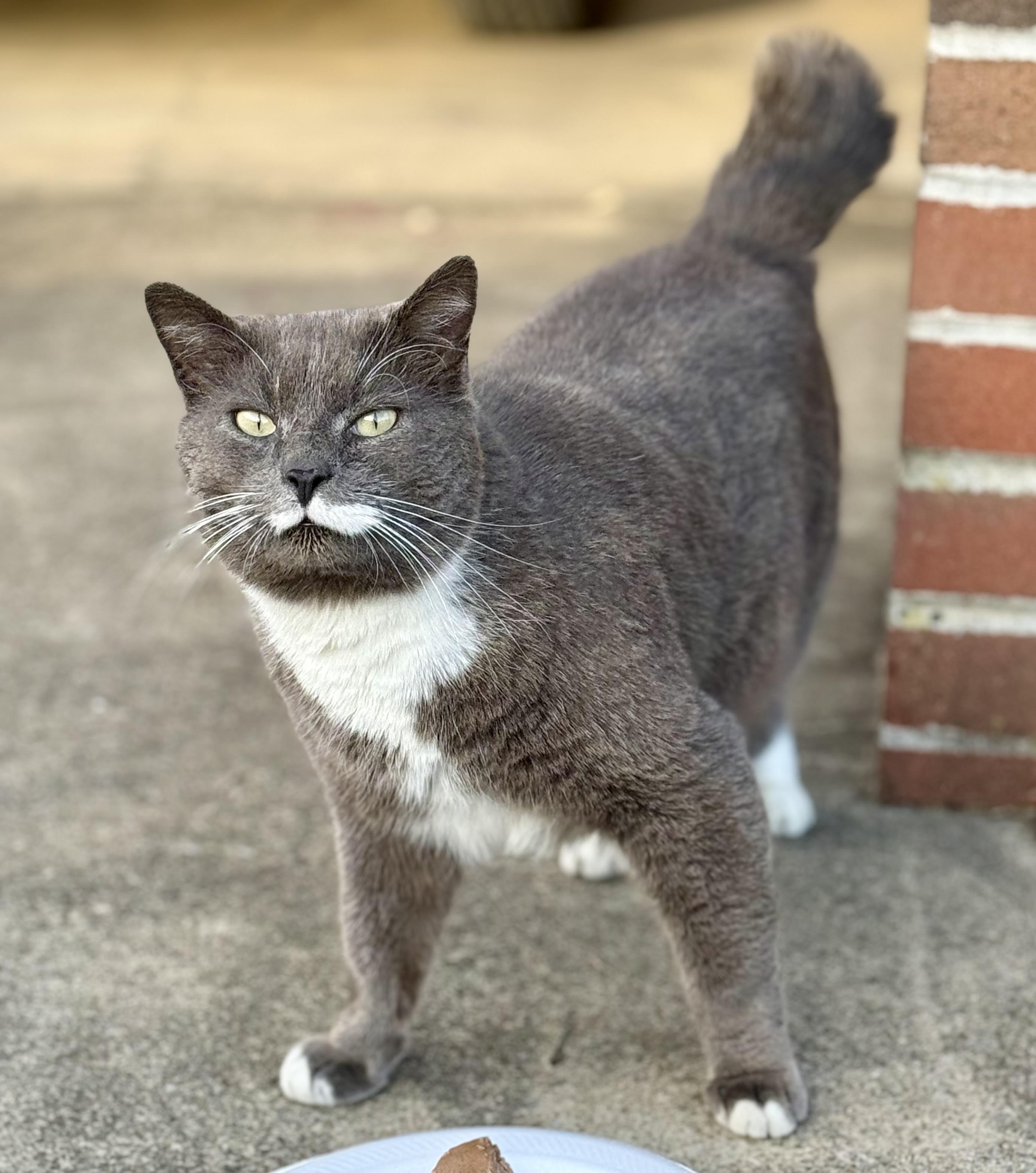 Mr Higgins , a ADOPTABLE Tabby in Johnson City, TN image 3/4
