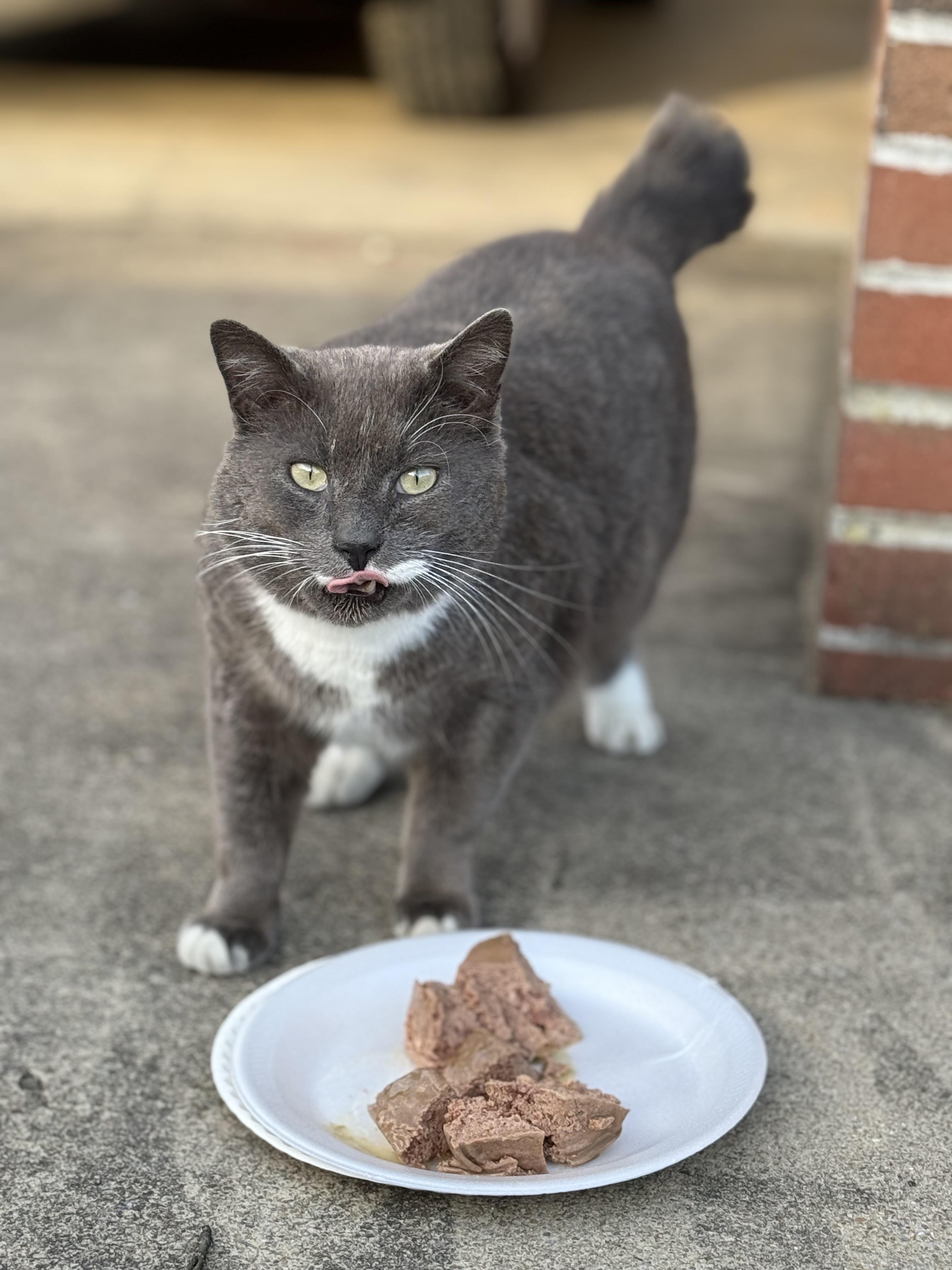 Mr Higgins , a ADOPTABLE Tabby in Johnson City, TN image 2/4