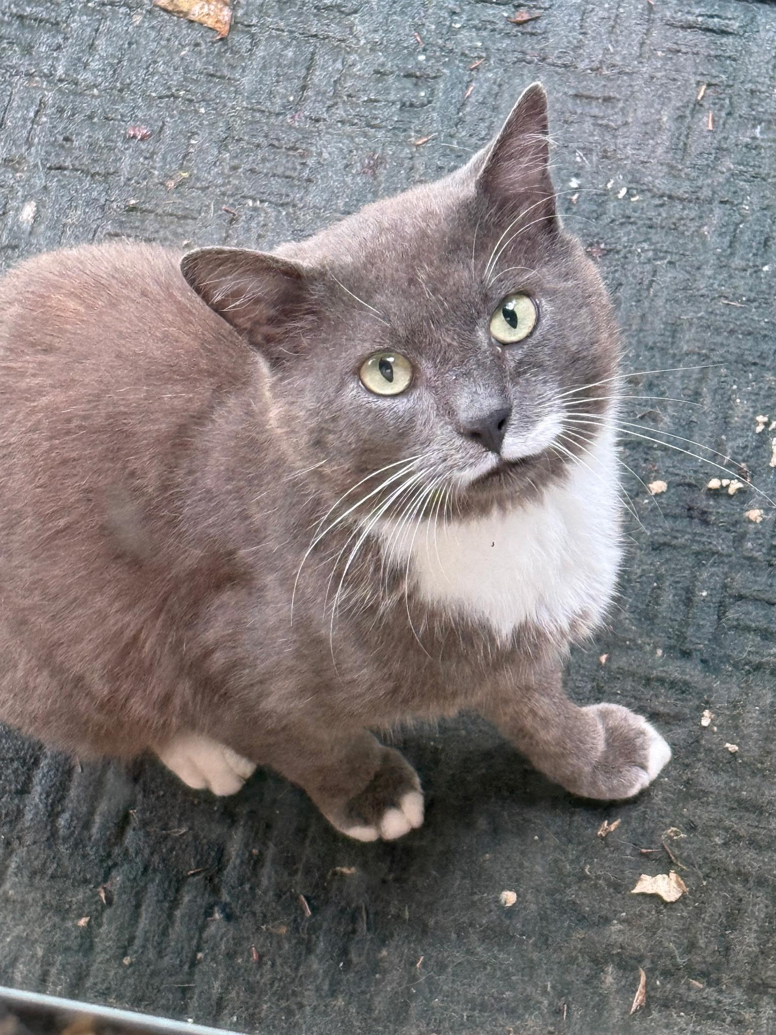 Mr Higgins , a ADOPTABLE Tabby in Johnson City, TN image 1/4