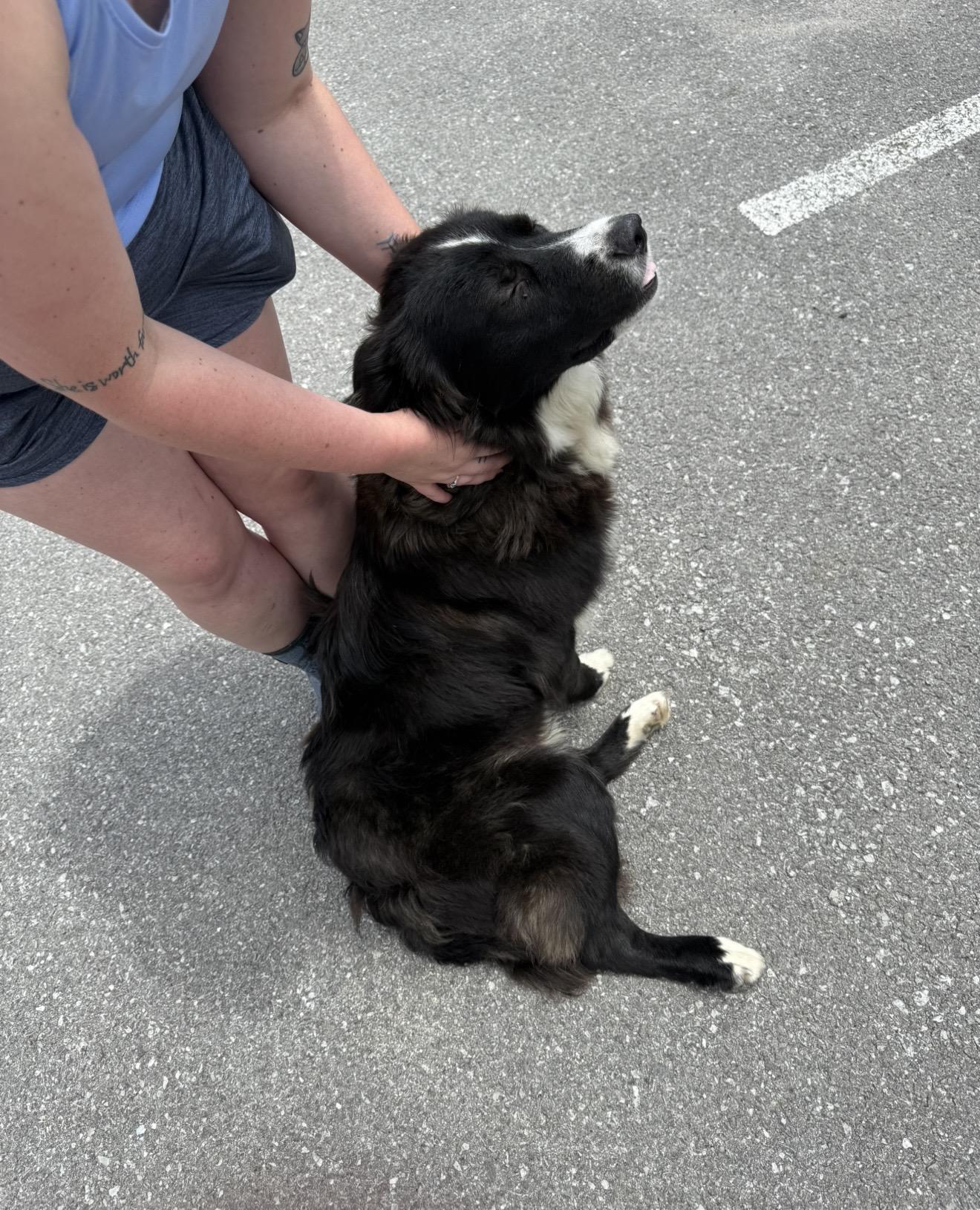 Bear, ADOPTABLE, Adult Male Border Collie & Great Pyrenees.