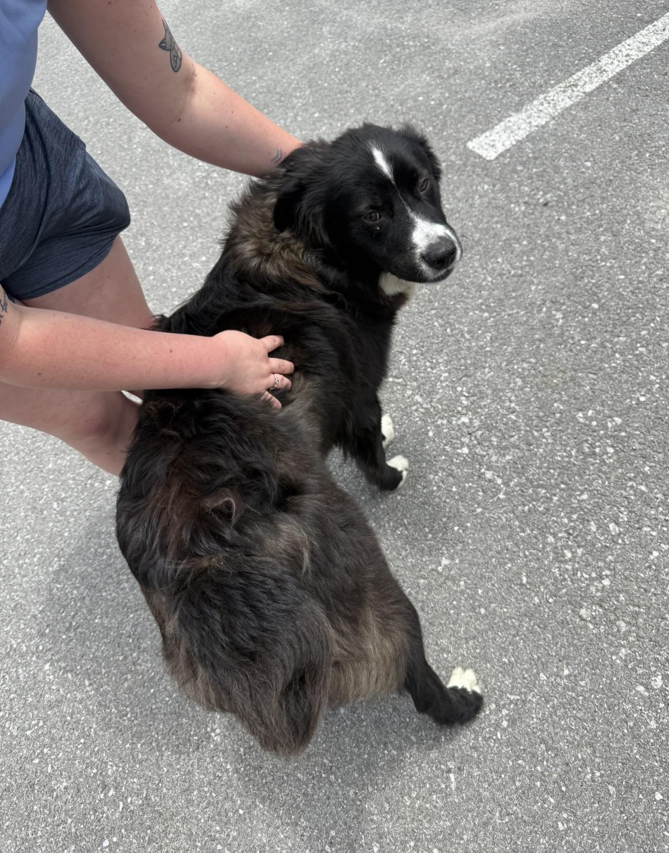 Enlarge Bear, a ADOPTABLE mixed breed in Sunbright, TN image 2/4