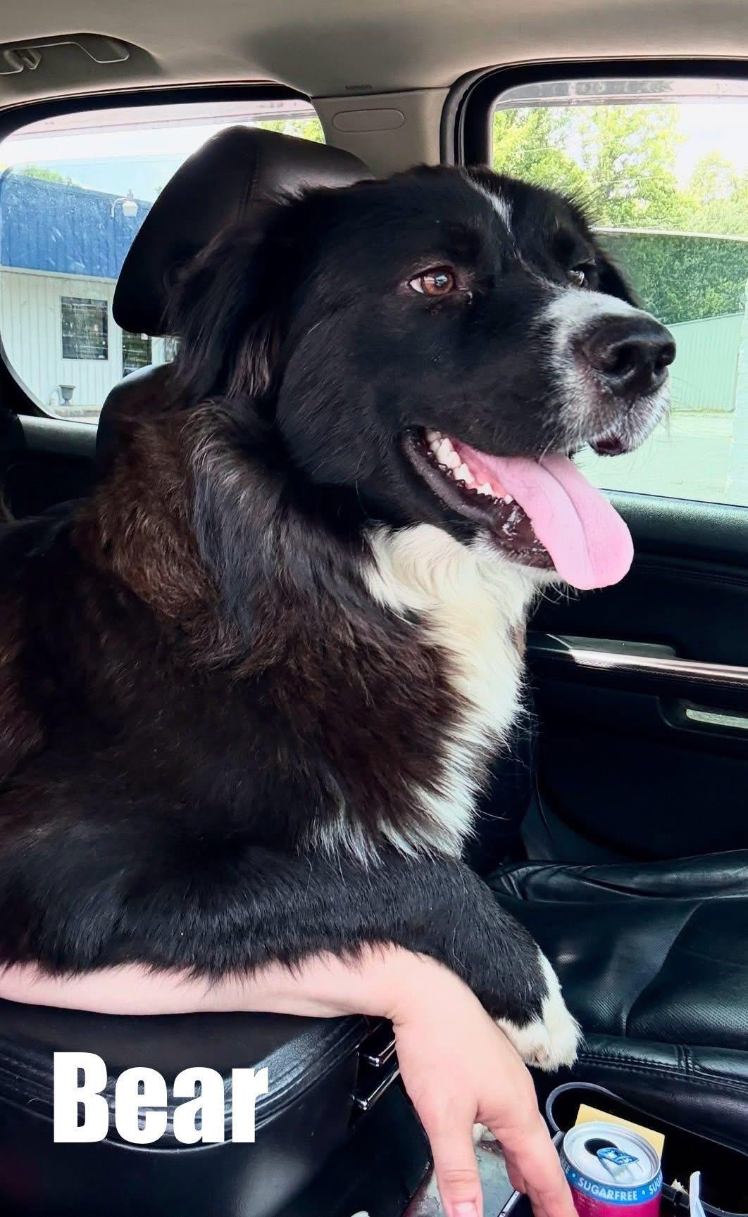 Enlarge Bear, a ADOPTABLE mixed breed in Sunbright, TN image 3/4