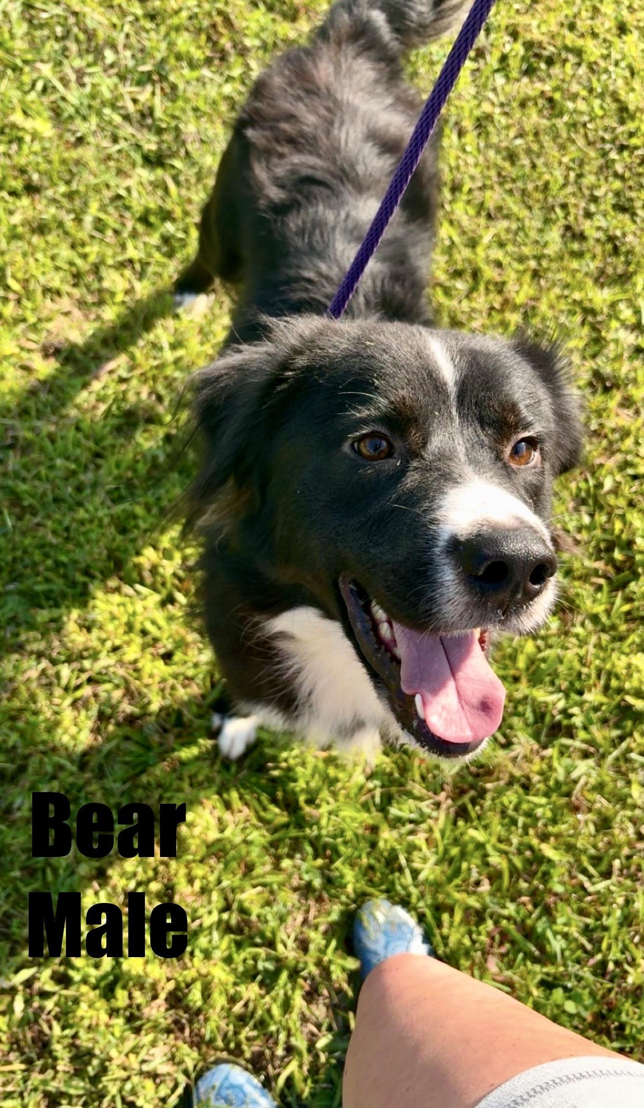 Enlarge Bear, a ADOPTABLE mixed breed in Sunbright, TN image 4/4