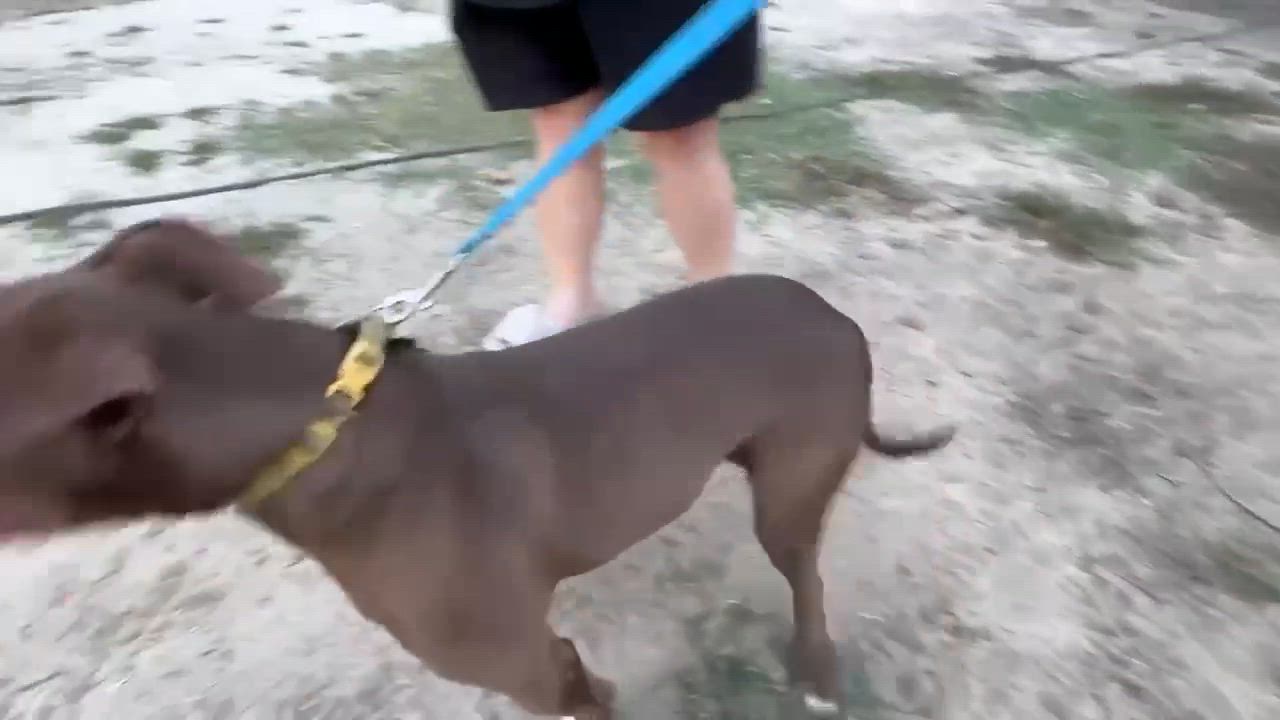 Enlarge Honey Almond, a Adoptable mixed breed in Allen, TX video 2/5