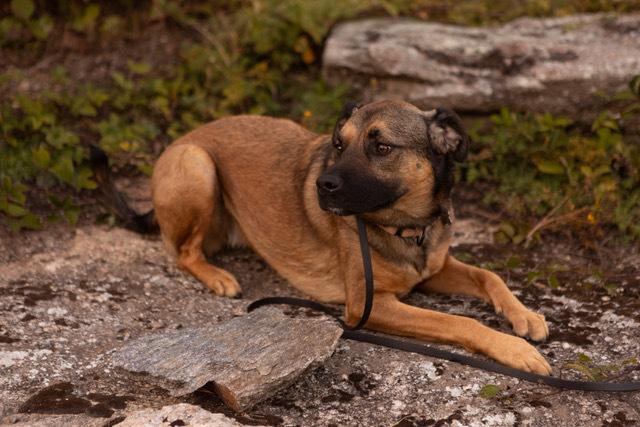 Enlarge Kira, a Adoptable mixed breed in Rathdrum, ID image 1/6