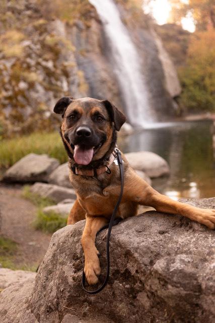 Enlarge Kira, a Adoptable mixed breed in Rathdrum, ID image 2/6