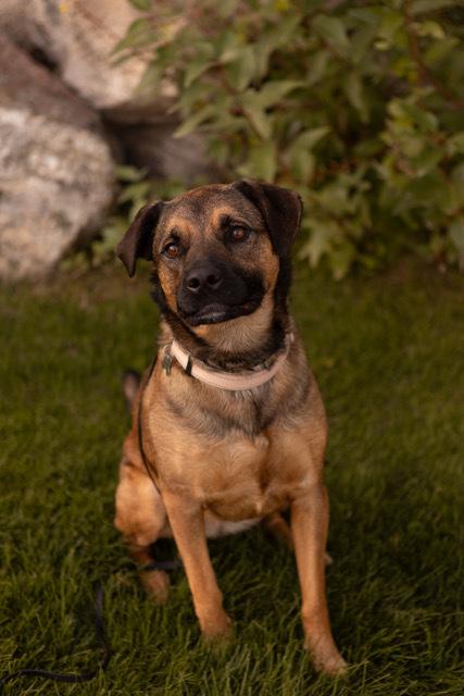 Enlarge Kira, a Adoptable mixed breed in Rathdrum, ID image 3/6