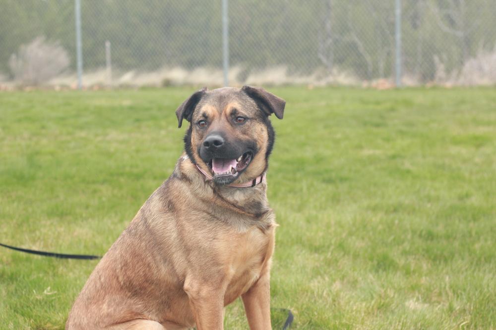Enlarge Kira, a Adoptable mixed breed in Rathdrum, ID image 4/6