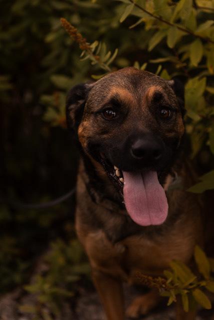 Enlarge Kira, a Adoptable mixed breed in Rathdrum, ID image 5/6