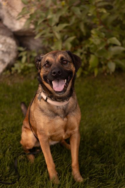Enlarge Kira, a Adoptable mixed breed in Rathdrum, ID image 6/6