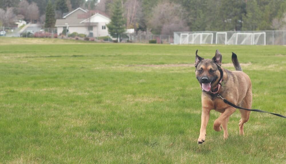 Enlarge Kira, a Adoptable mixed breed in Rathdrum, ID image 6/6