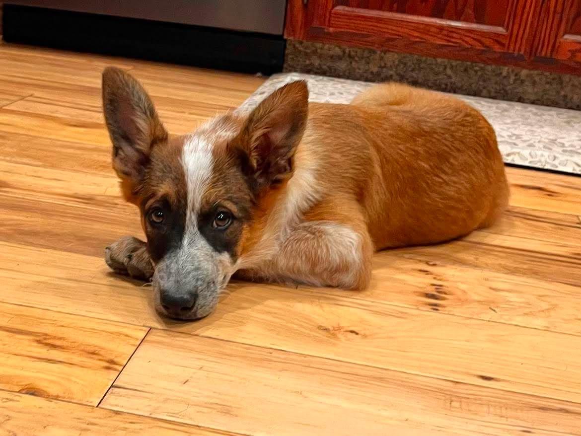 Enlarge Teagan, a ADOPTABLE mixed breed in Roseville, CA image 3/5