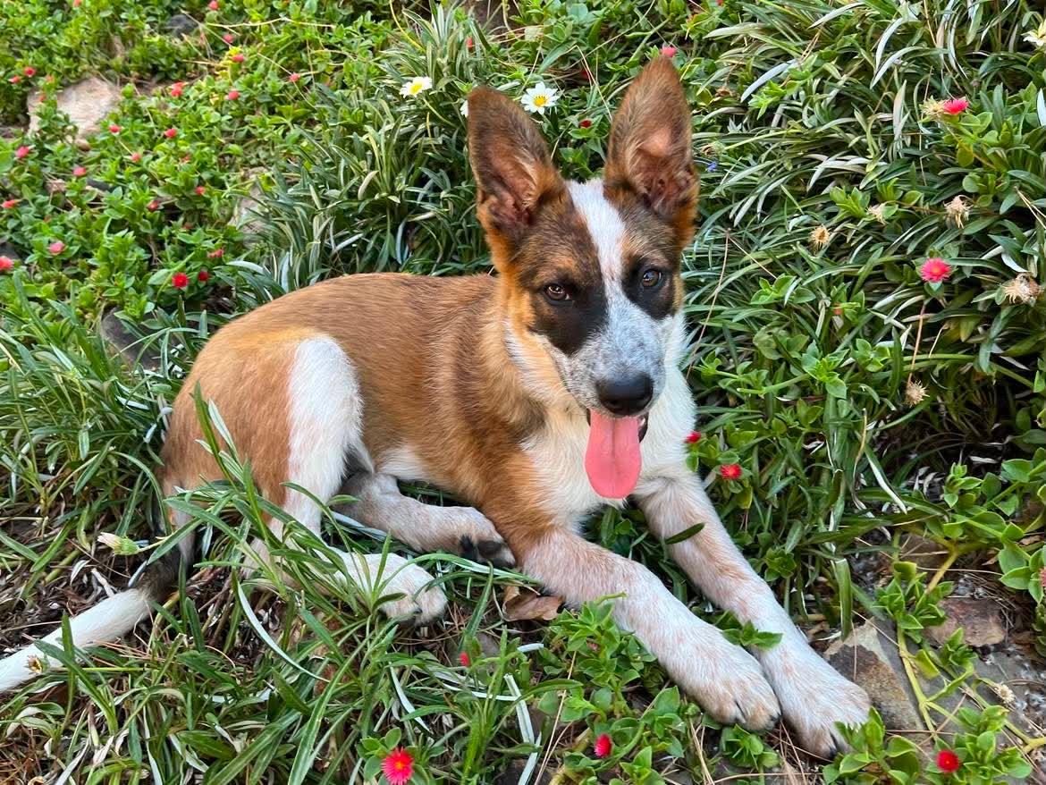 Enlarge Teagan, a ADOPTABLE mixed breed in Roseville, CA image 2/5