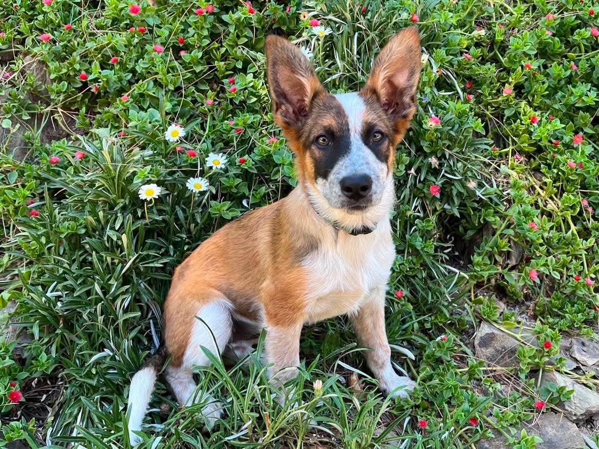 Enlarge Teagan, a ADOPTABLE mixed breed in Roseville, CA image 1/5